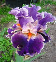 "Дивный сад" или я скучаю по саду, коллекция ирисов 2