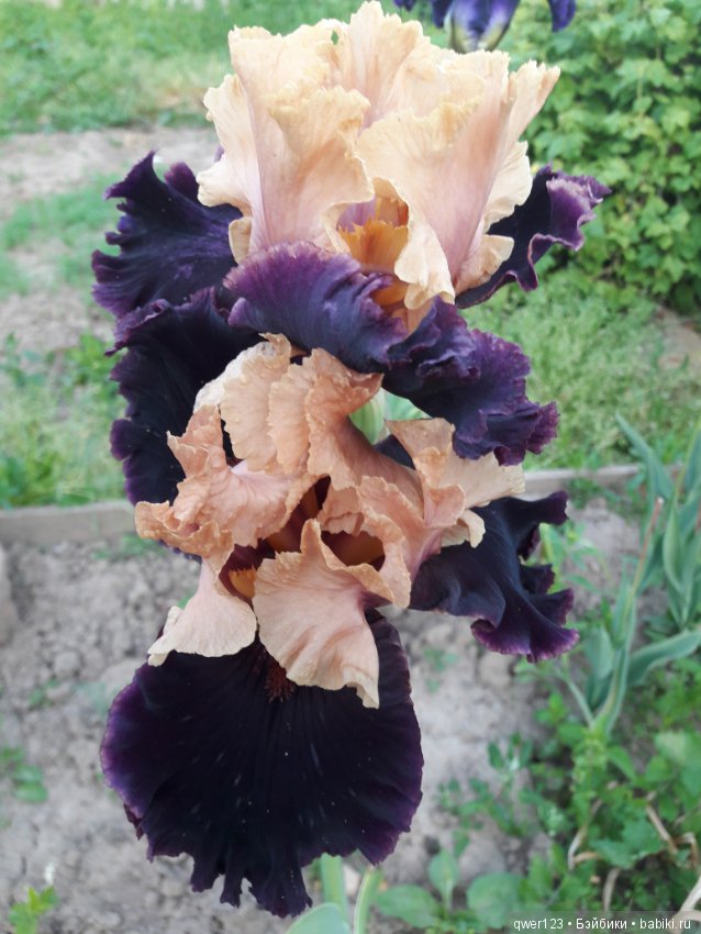 "Дивный сад" или я скучаю по саду, коллекция ирисов 2 (фото 9)
