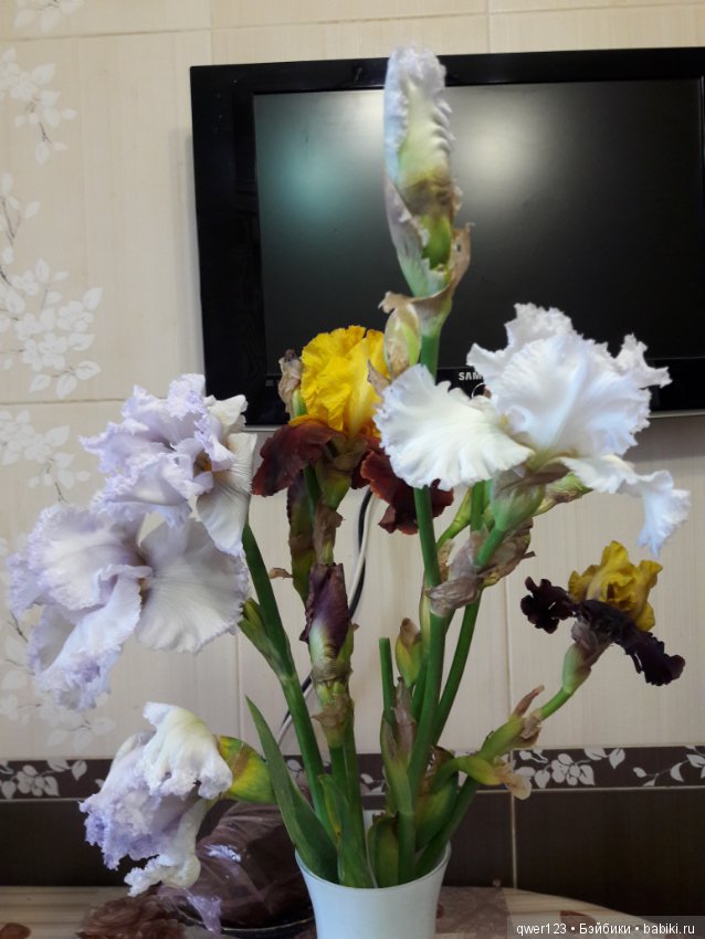 "Дивный сад" или я скучаю по саду, коллекция ирисов 2