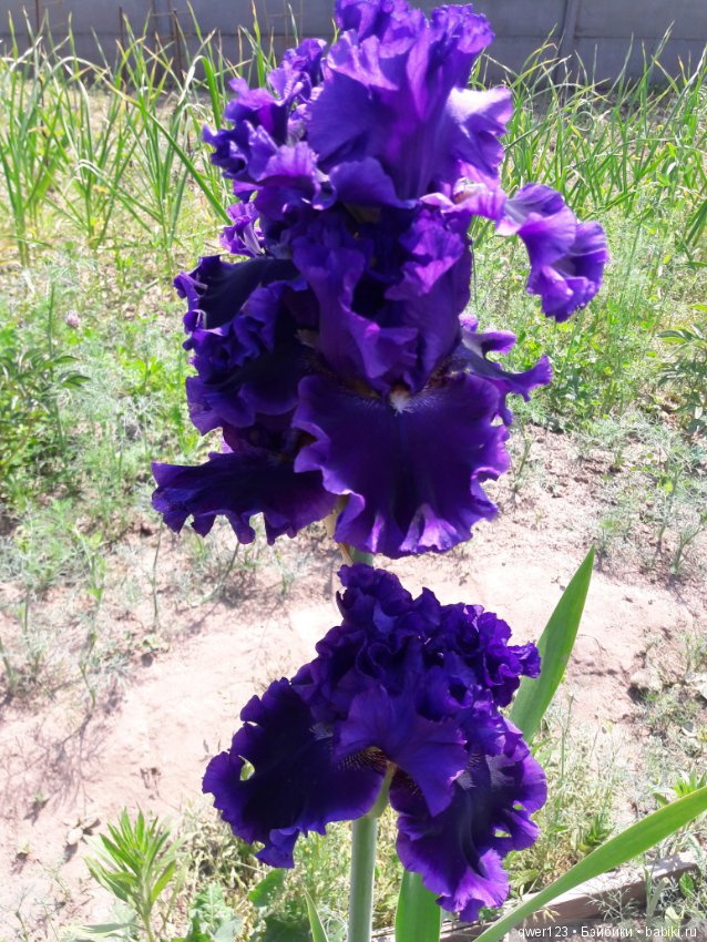"Дивный сад" или я скучаю по саду, коллекция ирисов 2