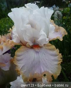 "Дивный сад" или я скучаю по саду, коллекция ирисов 2