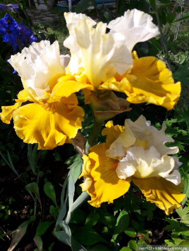 "Дивный сад" или я скучаю по саду, коллекция ирисов 2