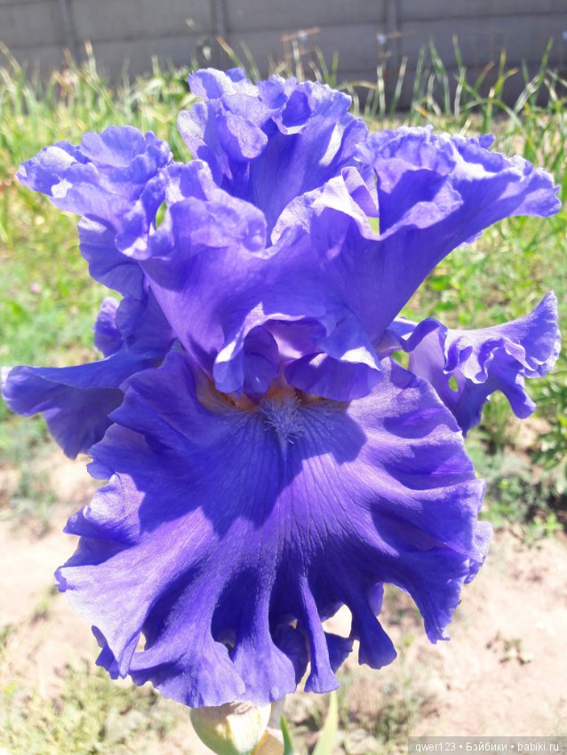 "Дивный сад" или я скучаю по саду, коллекция ирисов 2