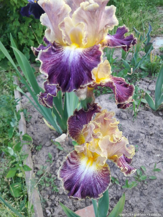 "Дивный сад" или я скучаю по саду, коллекция ирисов 2