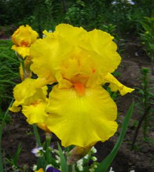 "Дивный сад" или я скучаю по саду, коллекция ирисов 2