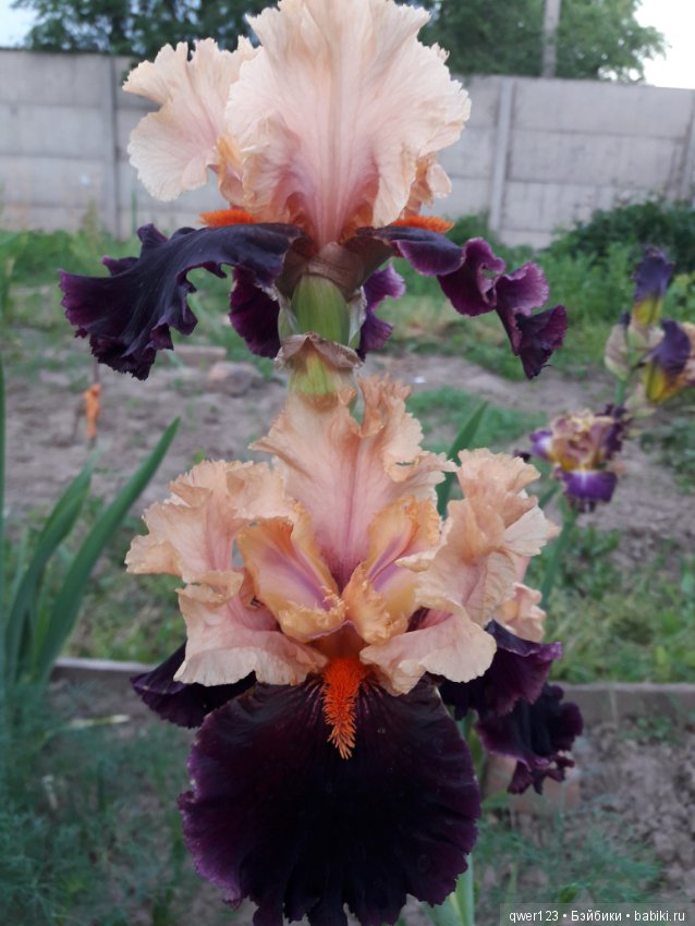 "Дивный сад" или я скучаю по саду, коллекция ирисов 2