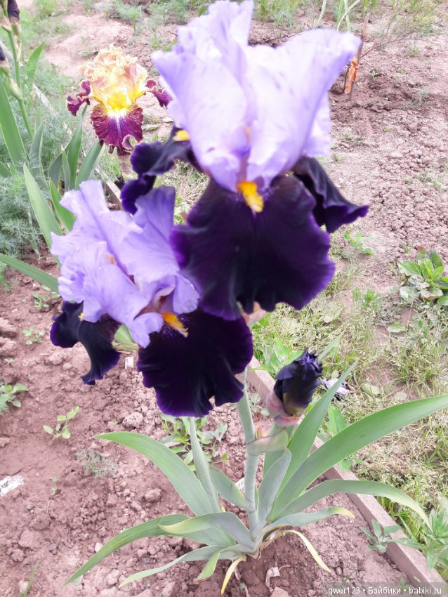 "Дивный сад" или я скучаю по саду, коллекция ирисов 2