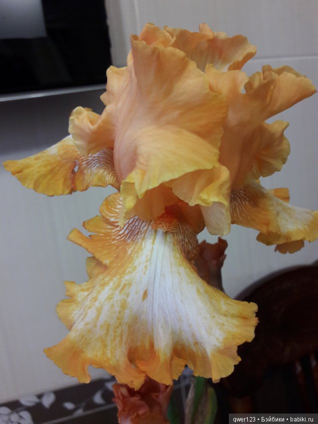 "Дивный сад" или я скучаю по саду, коллекция ирисов 2