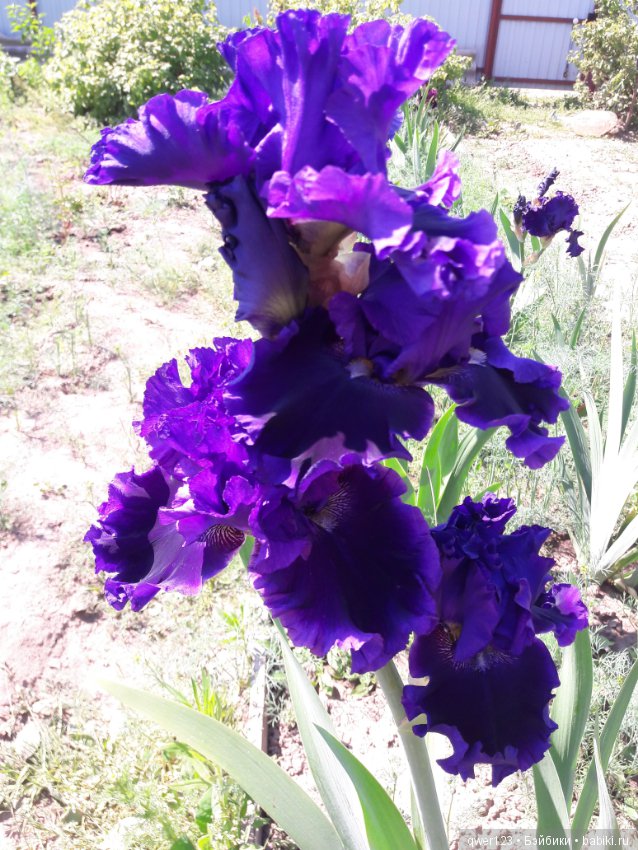 "Дивный сад" или я скучаю по саду, коллекция ирисов 2 (фото 2)