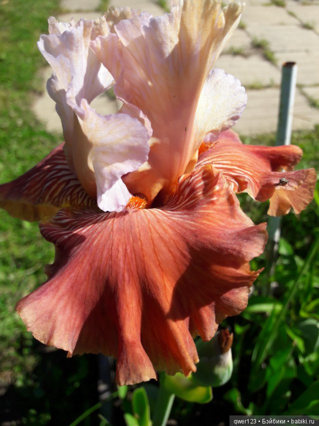 "Дивный сад" или я скучаю по саду, коллекция ирисов 2