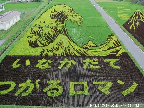 Искусство рисования на рисовых полях в Японии (фото 6)
