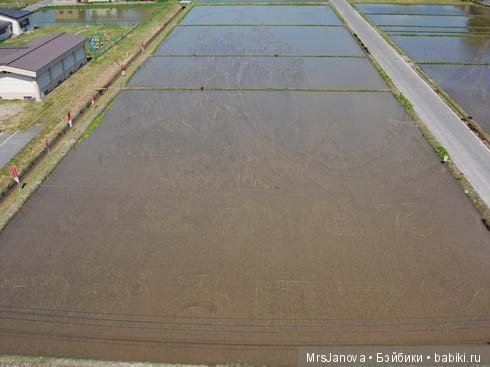 Искусство рисования на рисовых полях в Японии (фото 2)