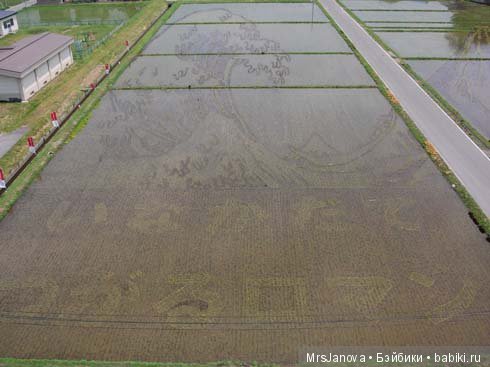 Искусство рисования на рисовых полях в Японии (фото 3)