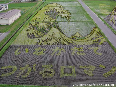 Искусство рисования на рисовых полях в Японии (фото 5)