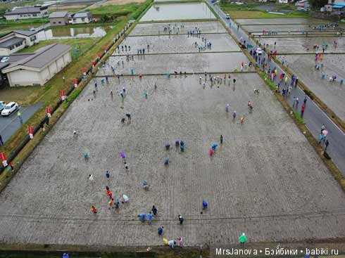 Искусство рисования на рисовых полях в Японии