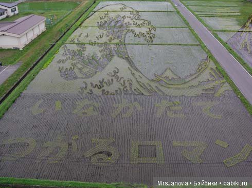 Искусство рисования на рисовых полях в Японии (фото 4)