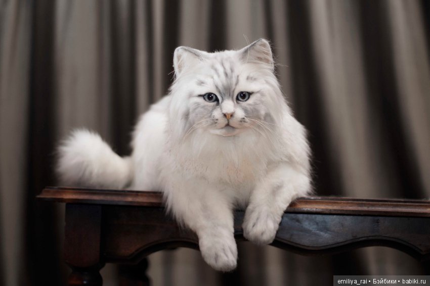 Кошечка Белая длинношерстная. Игрушка в стиле натюр