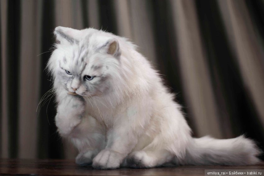 Кошечка Белая длинношерстная. Игрушка в стиле натюр