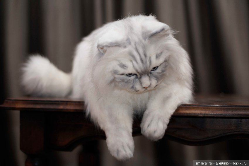 Кошечка Белая длинношерстная. Игрушка в стиле натюр