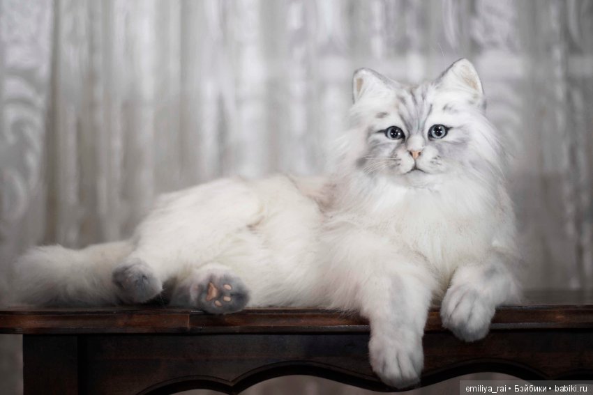 Кошечка Белая длинношерстная. Игрушка в стиле натюр (фото 3)