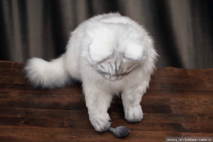 Кошечка Белая длинношерстная. Игрушка в стиле натюр