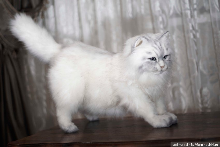 Кошечка Белая длинношерстная. Игрушка в стиле натюр (фото 4)