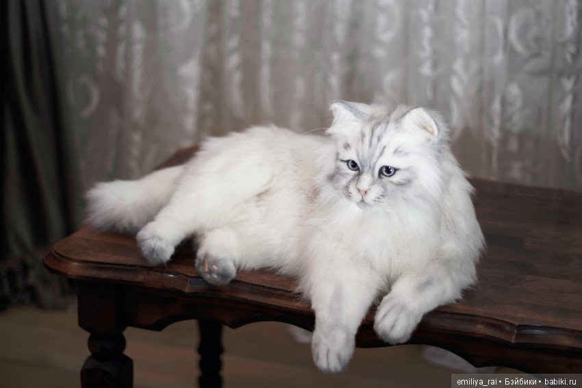 Кошечка Белая длинношерстная. Игрушка в стиле натюр (фото 2)