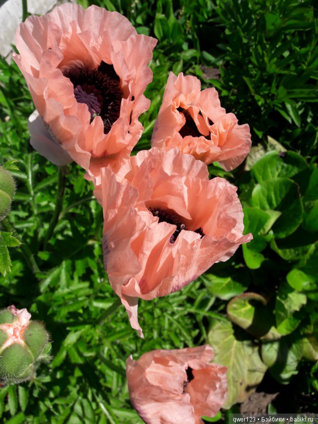 "Дивный сад" или я скучаю по саду, просто цветы