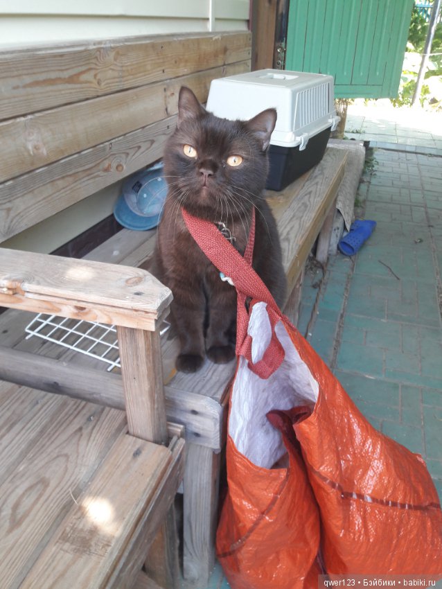 "Дивный сад" или я скучаю по саду, просто цветы