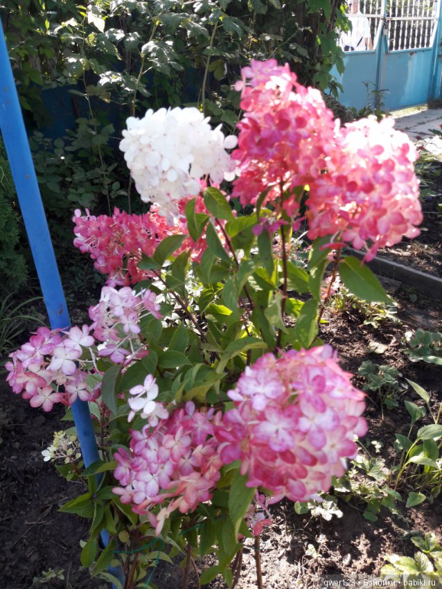 "Дивный сад" или я скучаю по саду, просто цветы (фото 10)