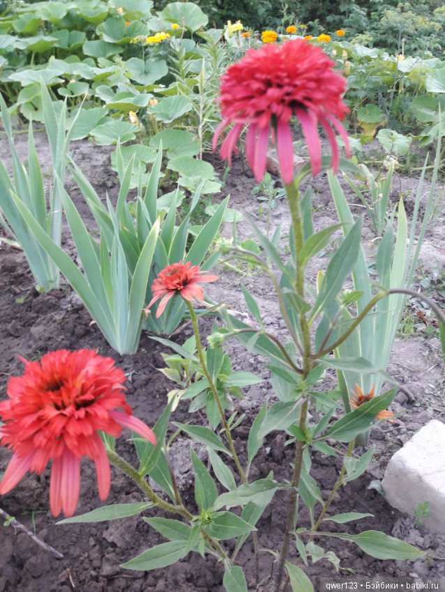 "Дивный сад" или я скучаю по саду, просто цветы (фото 4)