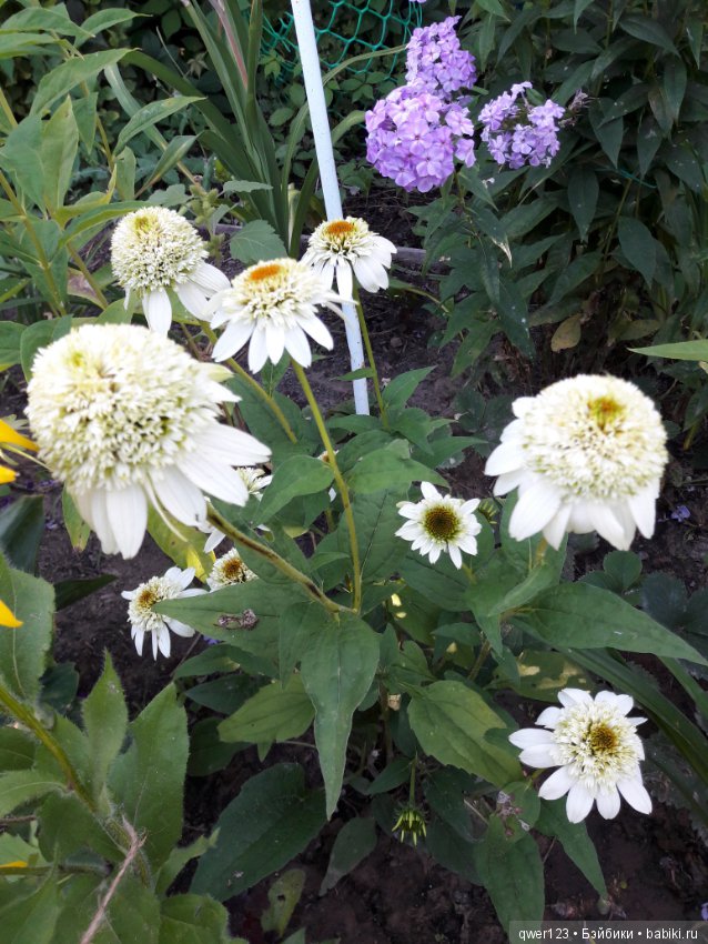 "Дивный сад" или я скучаю по саду, просто цветы (фото 5)