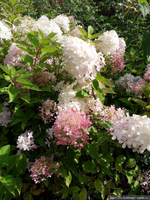 "Дивный сад" или я скучаю по саду, просто цветы