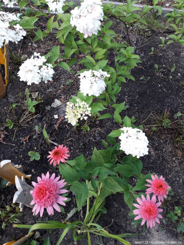 "Дивный сад" или я скучаю по саду, просто цветы (фото 9)