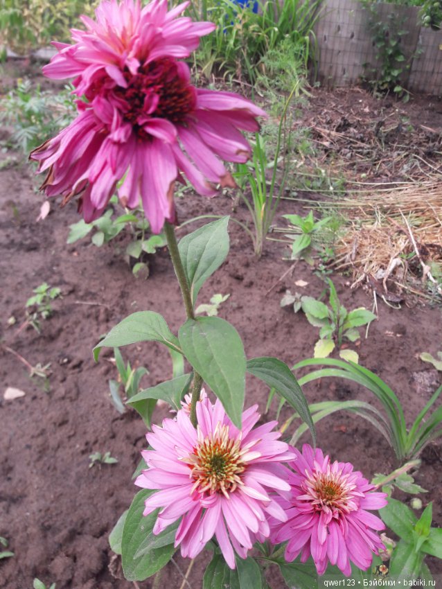 "Дивный сад" или я скучаю по саду, просто цветы (фото 3)