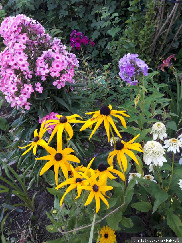 "Дивный сад" или я скучаю по саду, просто цветы (фото 8)