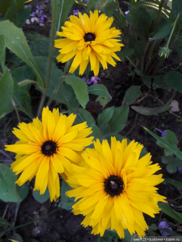 "Дивный сад" или я скучаю по саду, просто цветы (фото 6)