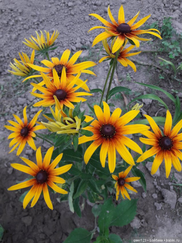 "Дивный сад" или я скучаю по саду, просто цветы (фото 7)