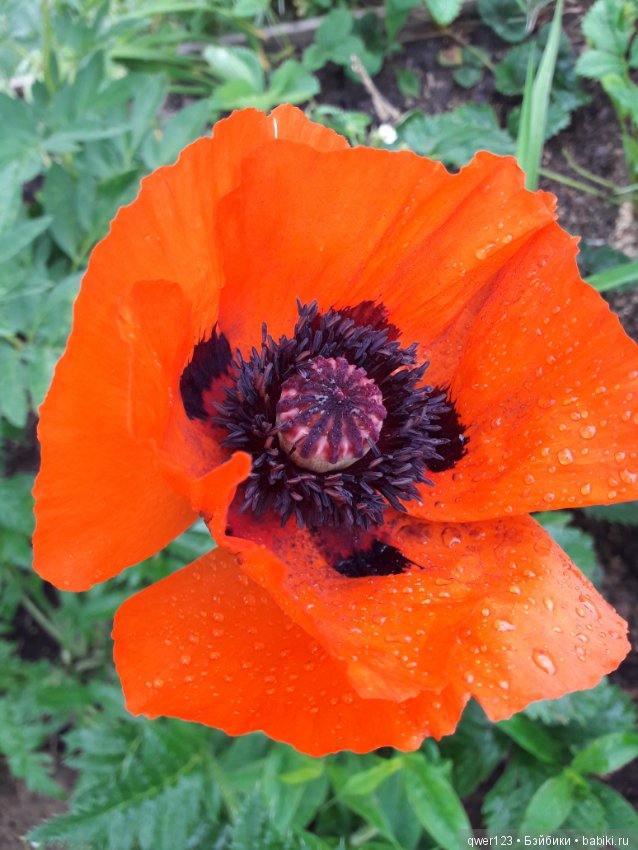 "Дивный сад" или я скучаю по саду, просто цветы (фото 2)