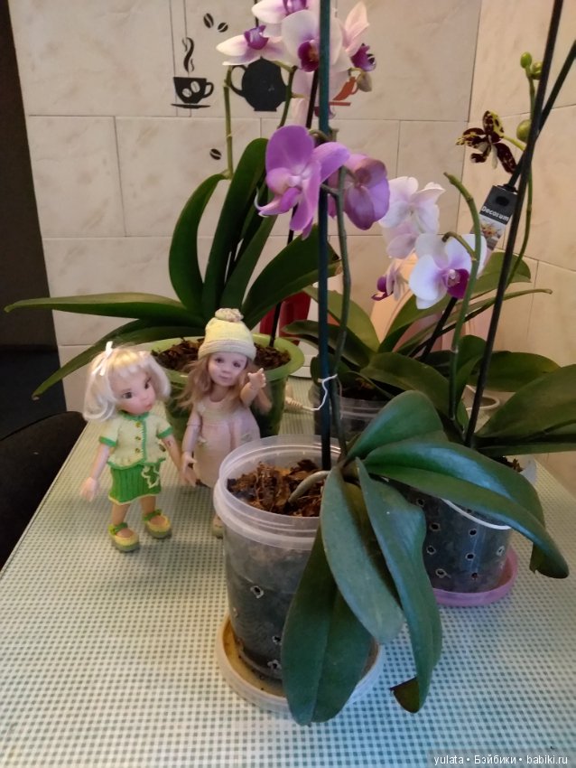 Встречаем новеньких — Домашние фото авторских кукол: личные коллекции (фото 4)