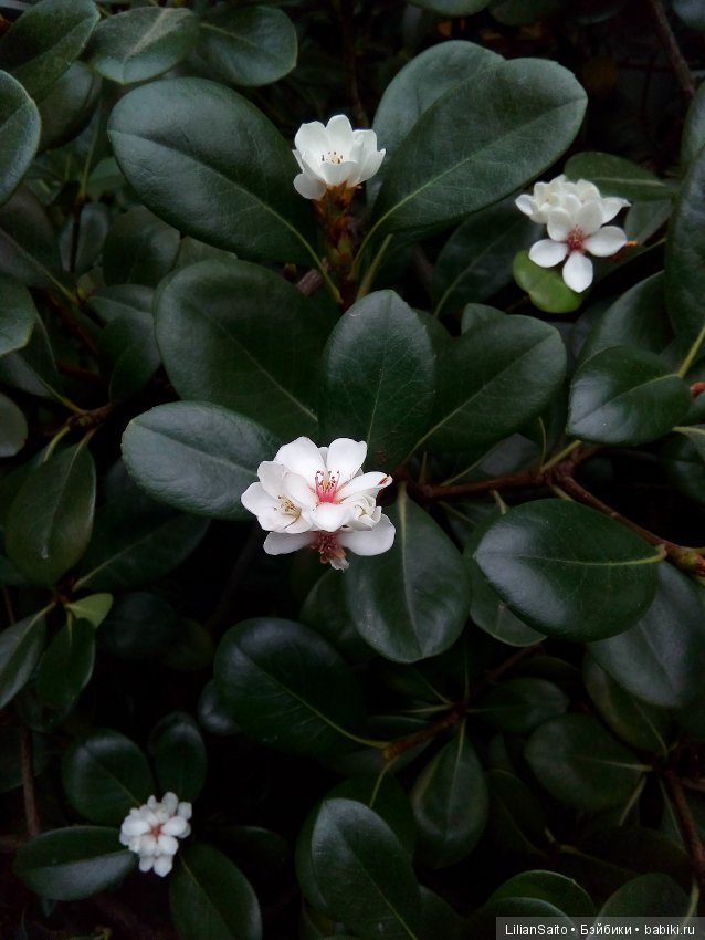 Весна в Ботаническом саду