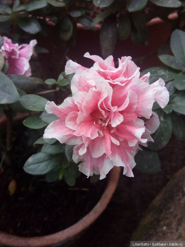 Весна в Ботаническом саду