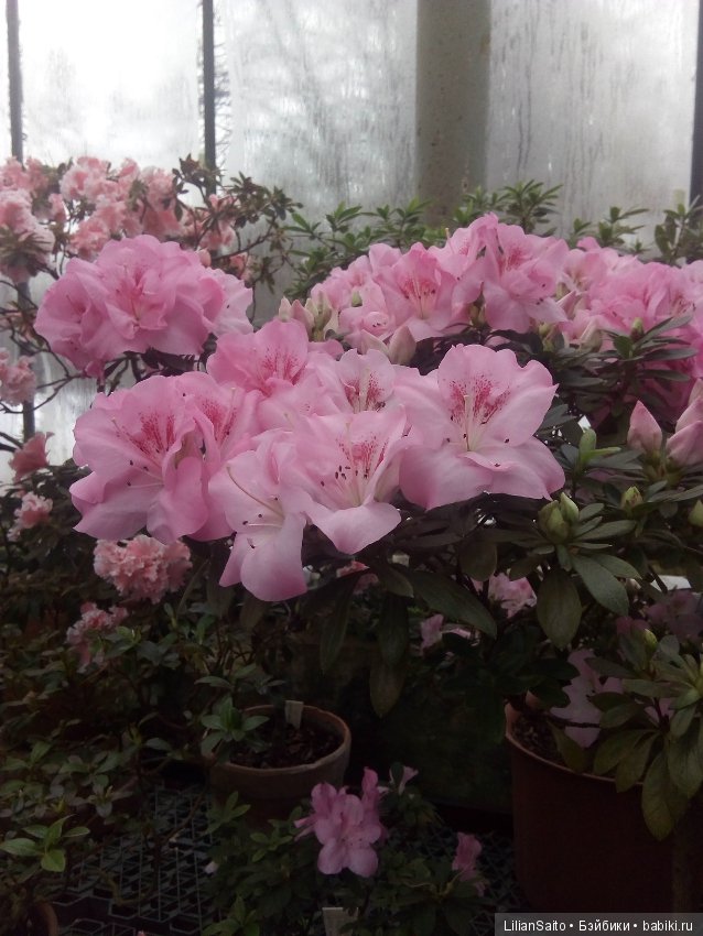 Весна в Ботаническом саду