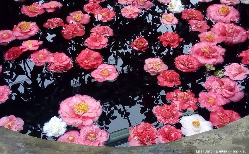 Весна в Ботаническом саду