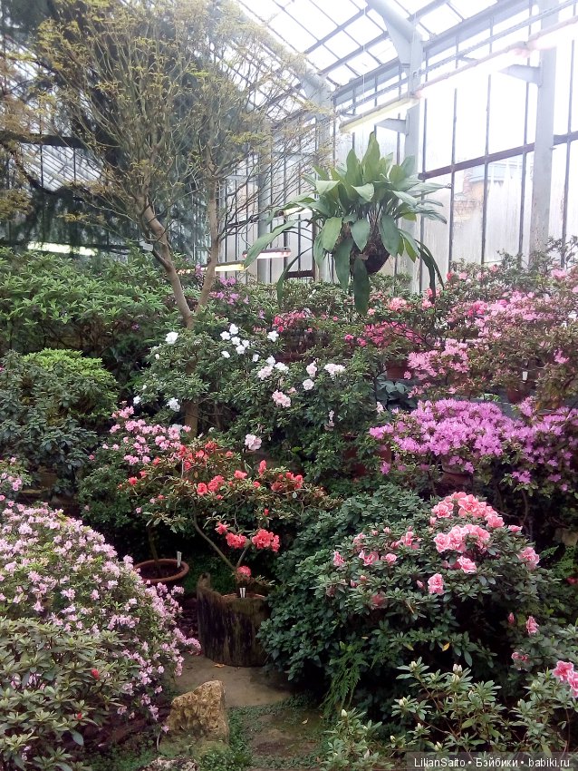 Весна в Ботаническом саду