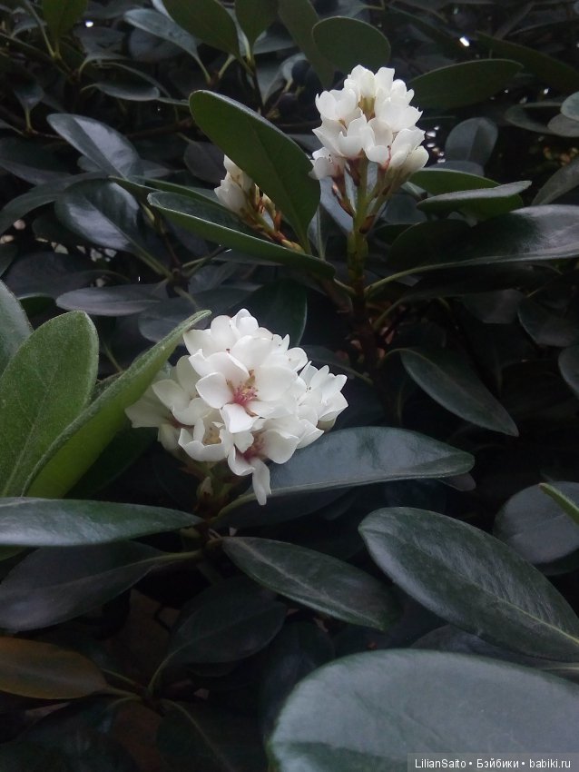 Весна в Ботаническом саду