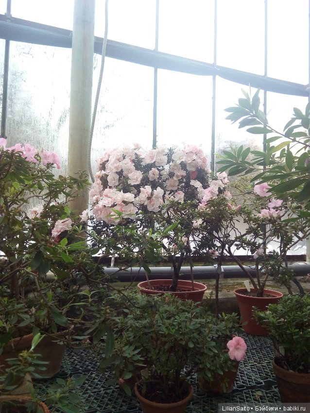 Весна в Ботаническом саду