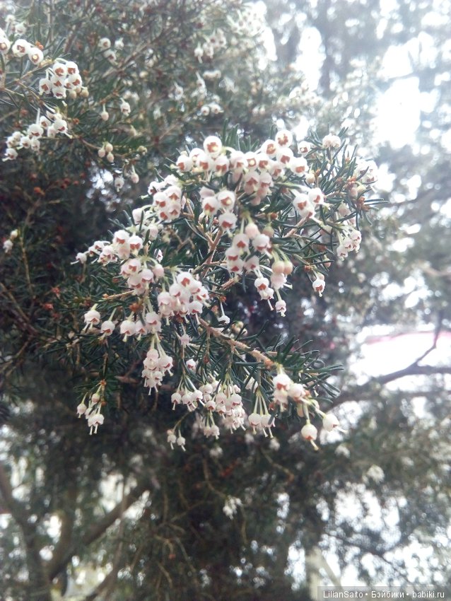 Весна в Ботаническом саду