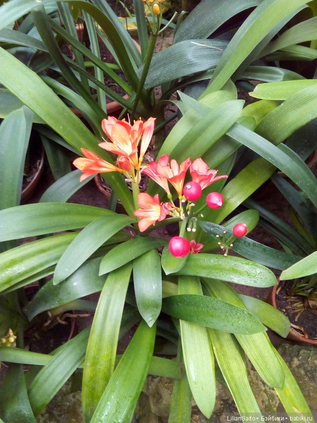 Весна в Ботаническом саду