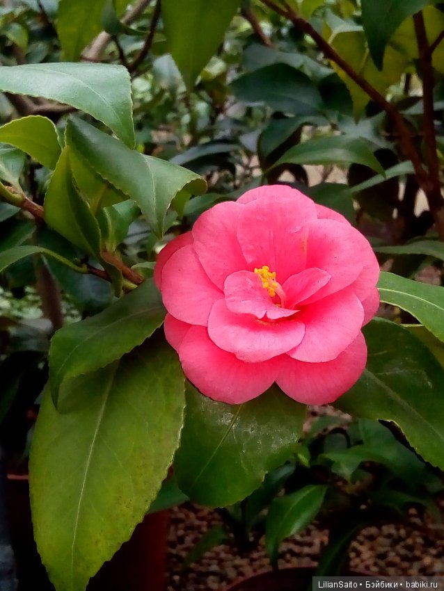 Весна в Ботаническом саду